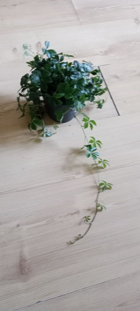 Cisus Peperomia trzykrotka