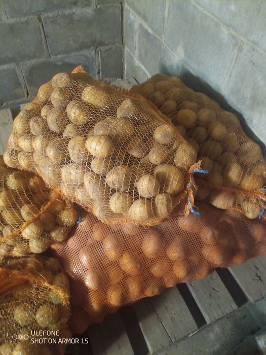 Ziemniaki cztery odmiany Ignacy Redsonia Gala Jelly.