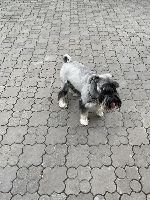 Мітельшнауцер 5 років шукає дівчинку