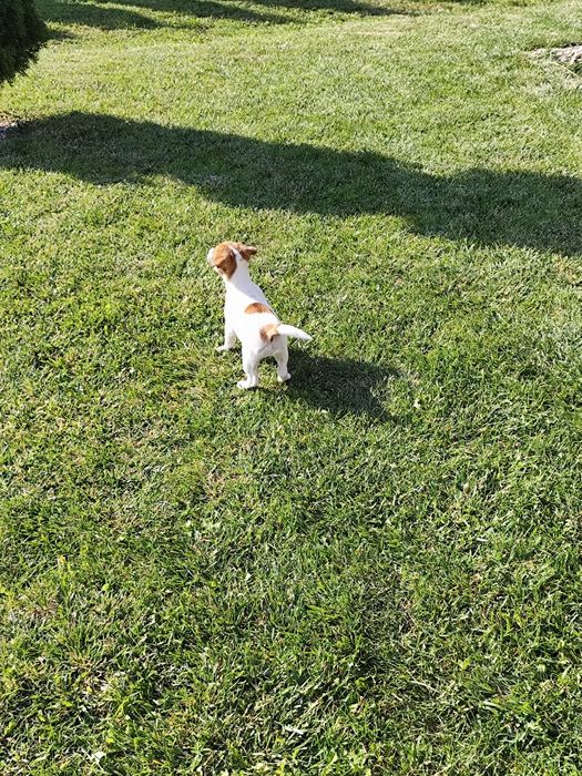 Śliczna sunia Jack Russell gładkowłosa