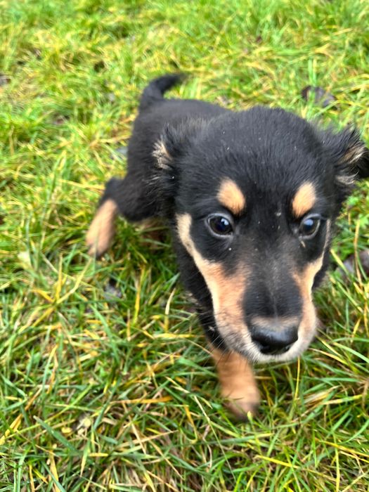 Oddam szczeniaki w dobre ręce