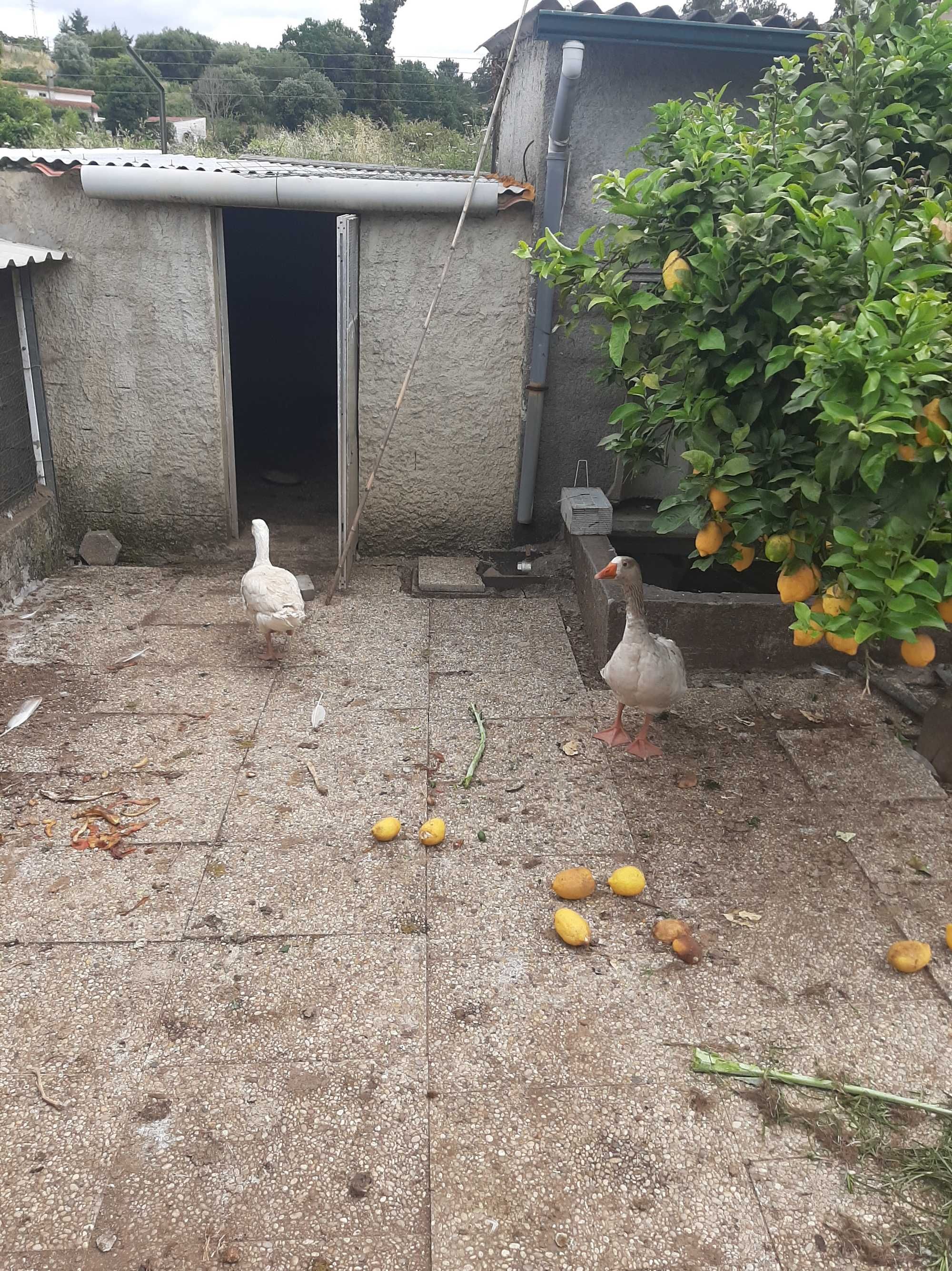 Gansos sinaleiros