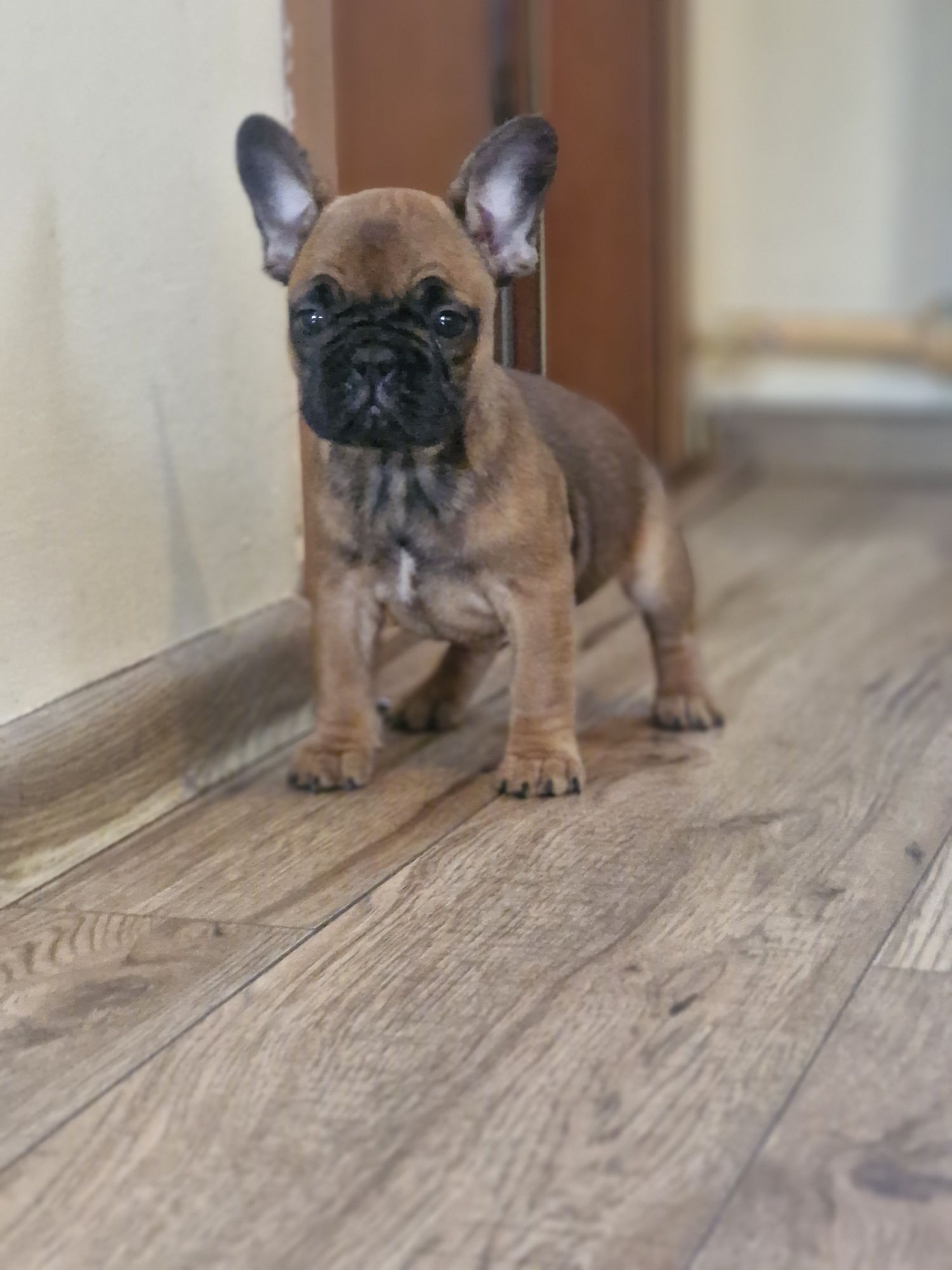 Buldog francuski
