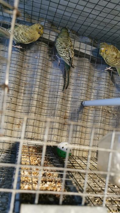 Periquitos  bleck feice