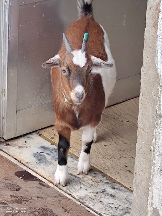 Vendo Cabra pequena
