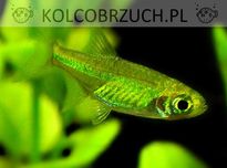 Microrazbora kubotai - Microdevario - Rasbora - dowóz, wysyłka