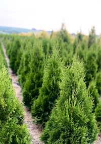 Gęsta TUJA SZMARAGD 100-110cm Producent*Sadzenie (tuje, thuje thuja)