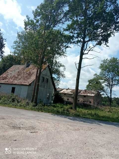 sprzedam działkę powierzchnia 5 000 m2 Zieleniew k. Kutno