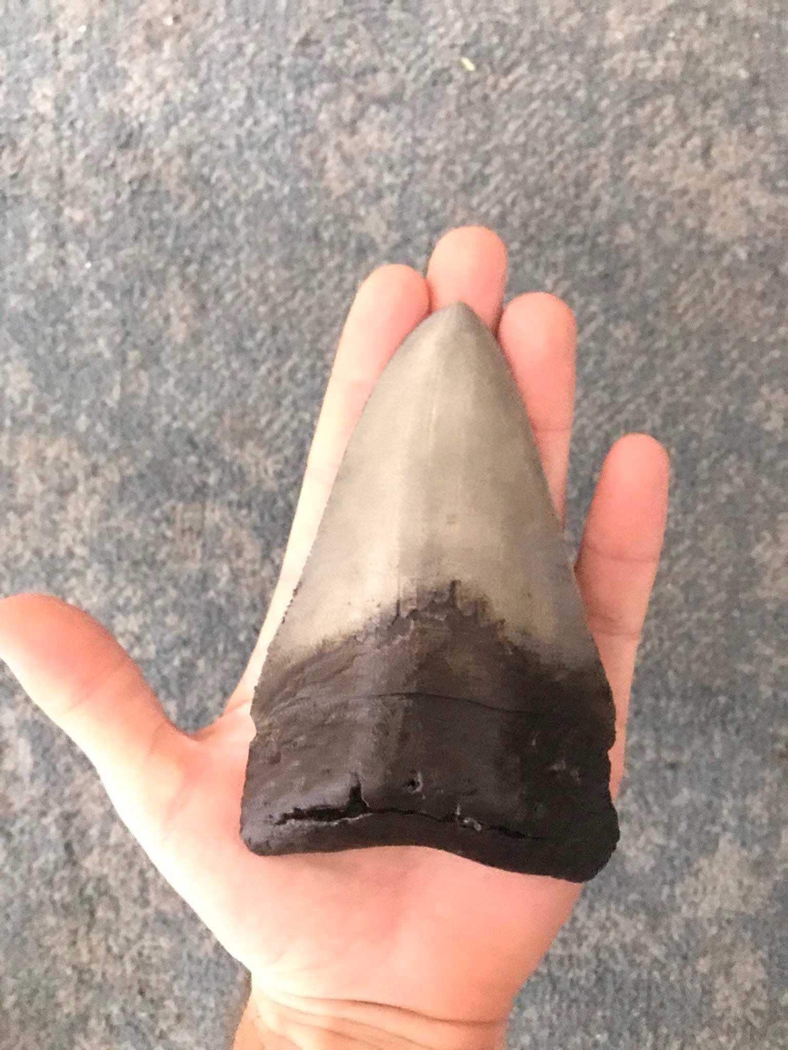 Dente de megalodon tamanho real Portes  incluídos