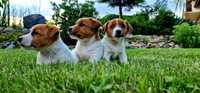 Jack Russell Terrier FCI