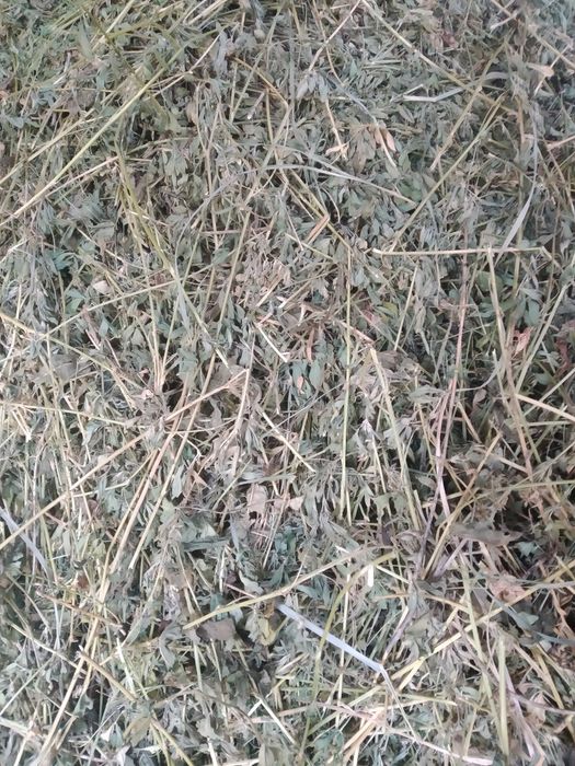 Сіно люцерії, люцерна, люцерка