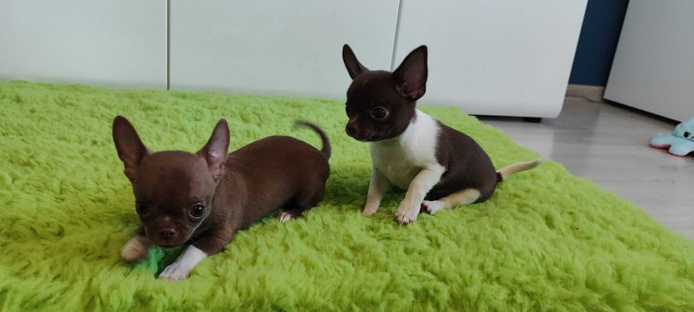 Chihuahua super mini śliczny piesek ZKwP FCI.