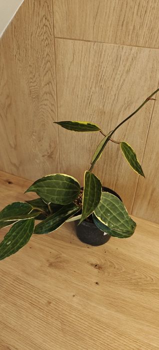 Hoya hoja macrophylla albomarginata