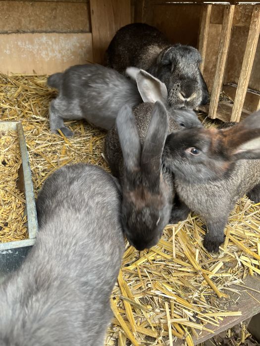 Króliki wiedeńskie mieszańce