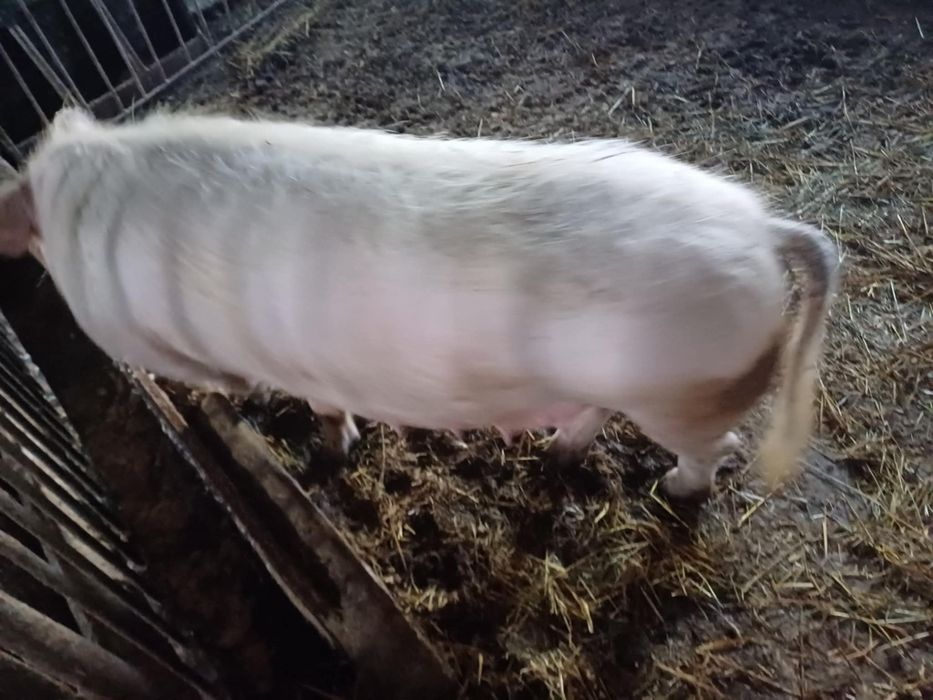 Sprzedam maciore na kiełbasy