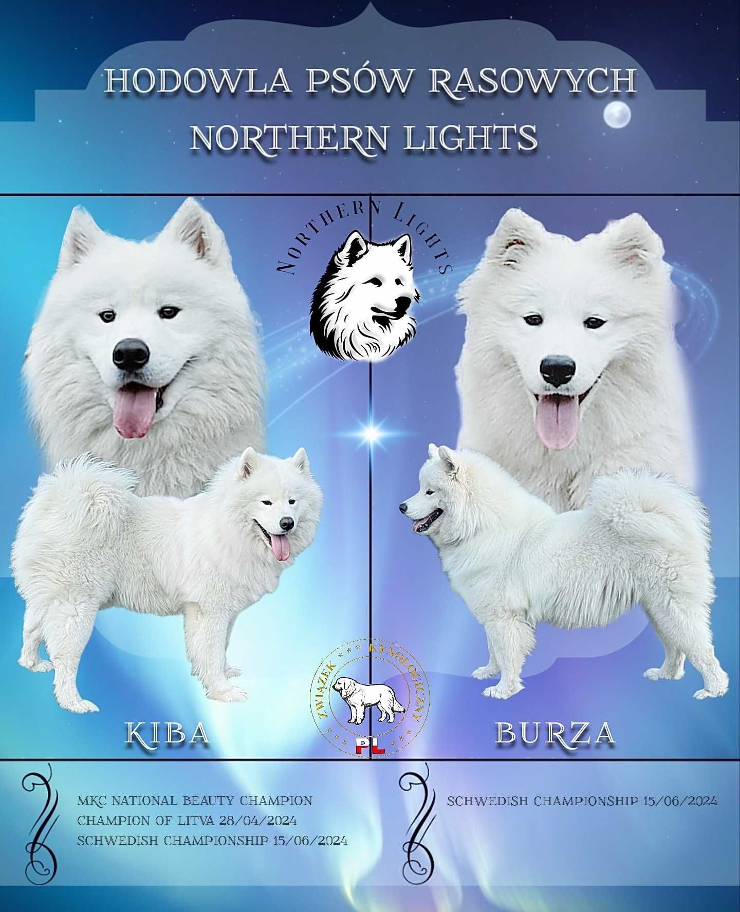 Samoyed szczenię
