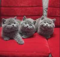 Шотландские голубые котята