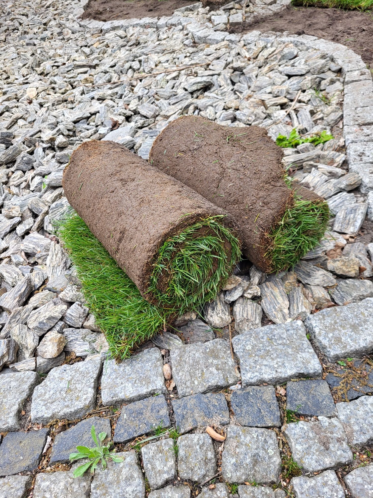 Trawa z rolki Zakladanie trawników