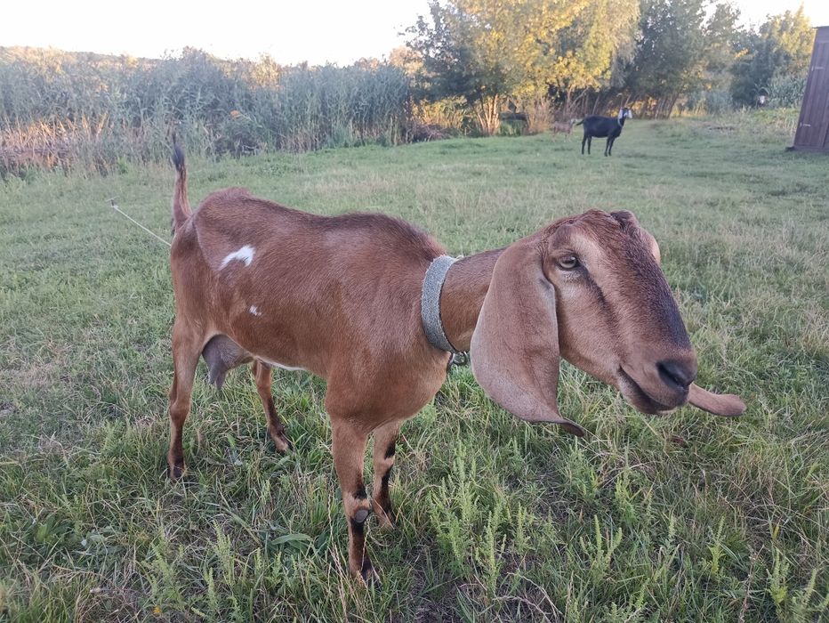 Продам Англонубийских коз