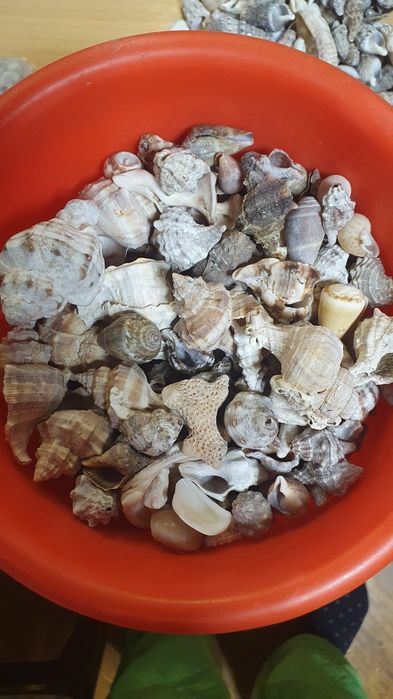 ракушка привезенные из Греции