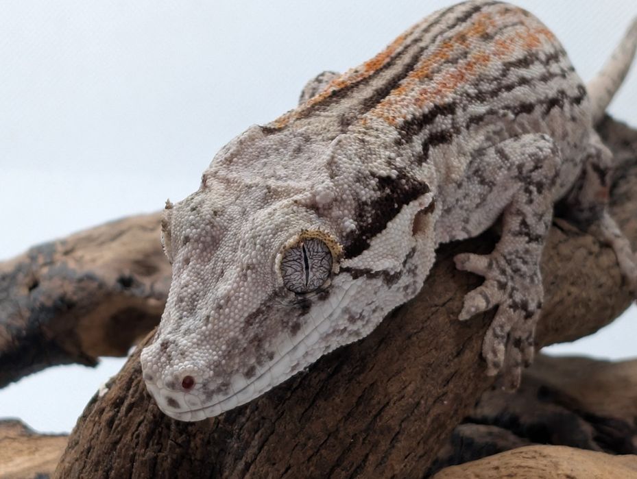 Gekon z Nowej Kaledonii samica