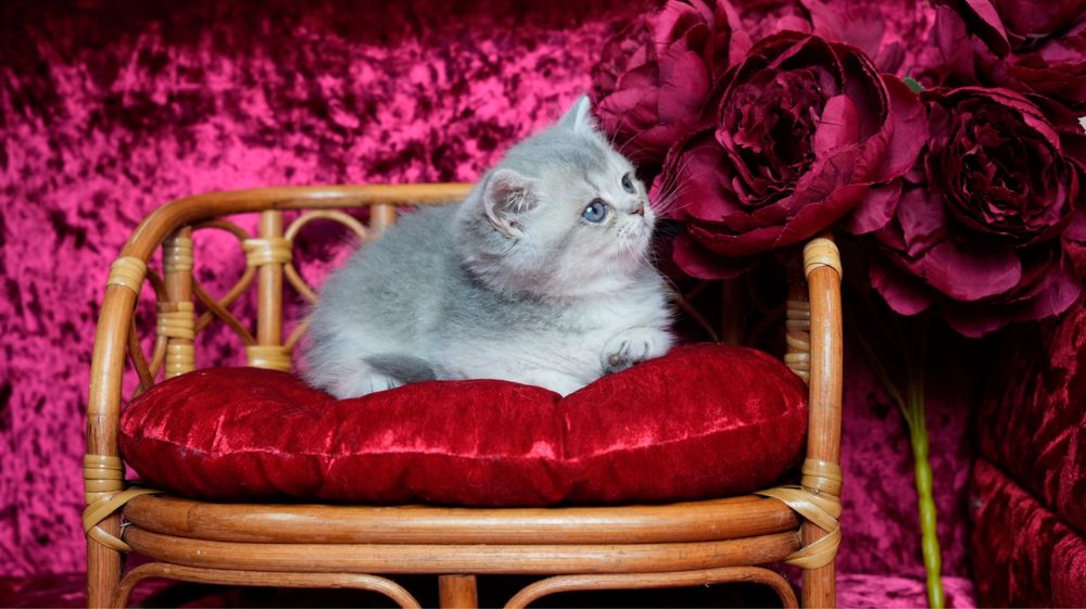 Do sprzedania rodowodowy kocurek brytyjski krótkowłosy