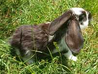 Kroliki barany francuskie