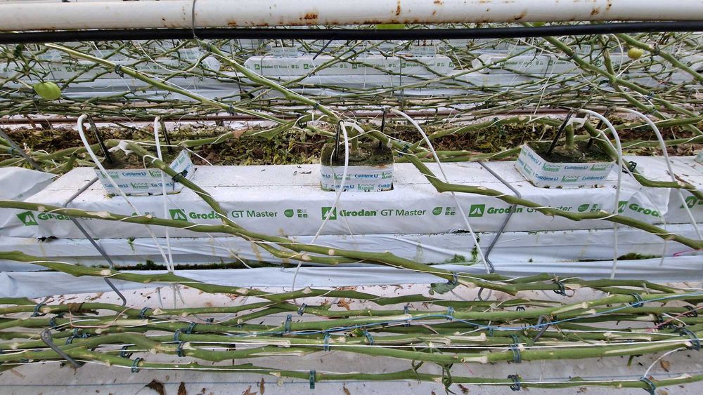 Mata z wełny mineralnej Grodan GT Master 10, długość 1 m