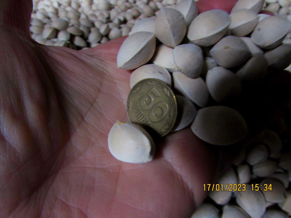 Насіння гінкго 2024р. 1насінина 1грн.Семена гинкго. Сіянці від 40грн.