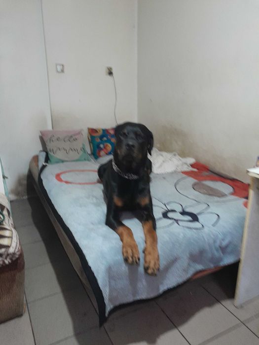 Oddam do dobrych ludzi psa