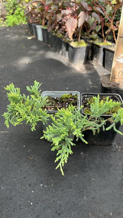 Булевард 2 л.-120 гр,Блю ерроу, смарад, елвуди…