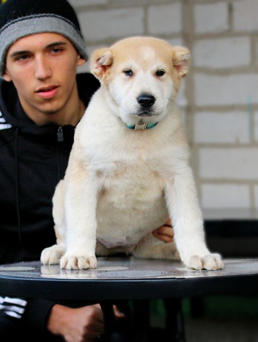 Дівчинка - вовкодав.  Таяна.