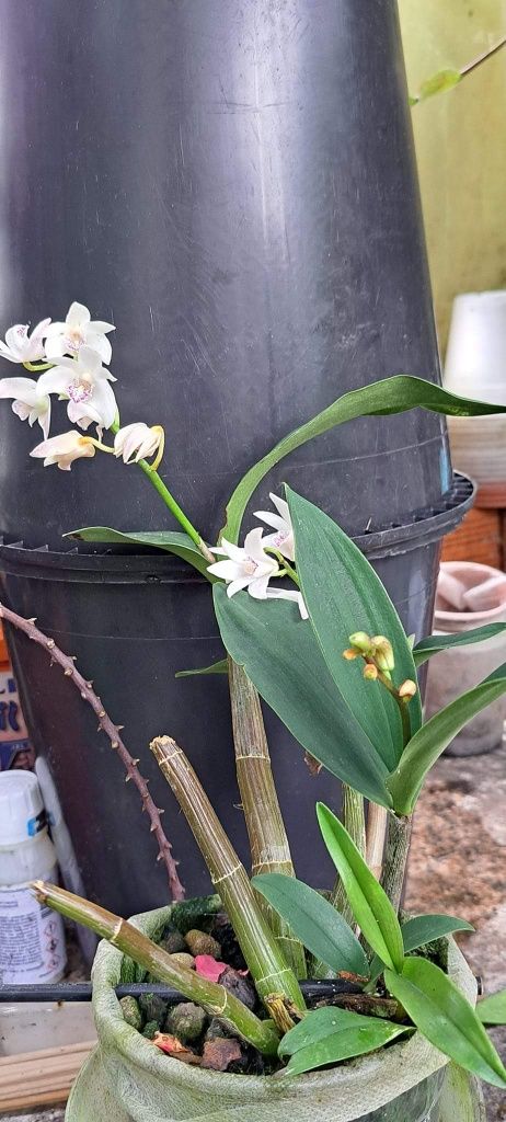 Orquideas Dendrobium kingianum