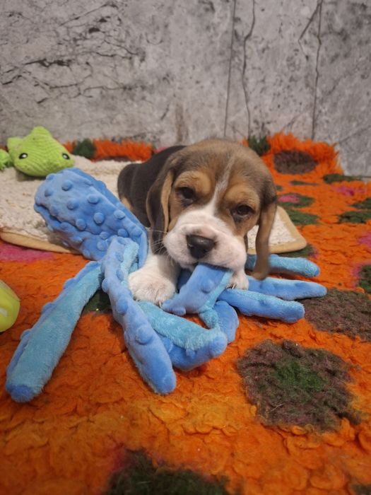 Beagle piesek szczeniak po championach okolice Poznania