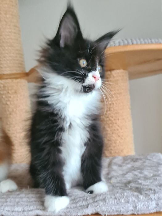 Prześliczny,  czarno biały kocurek