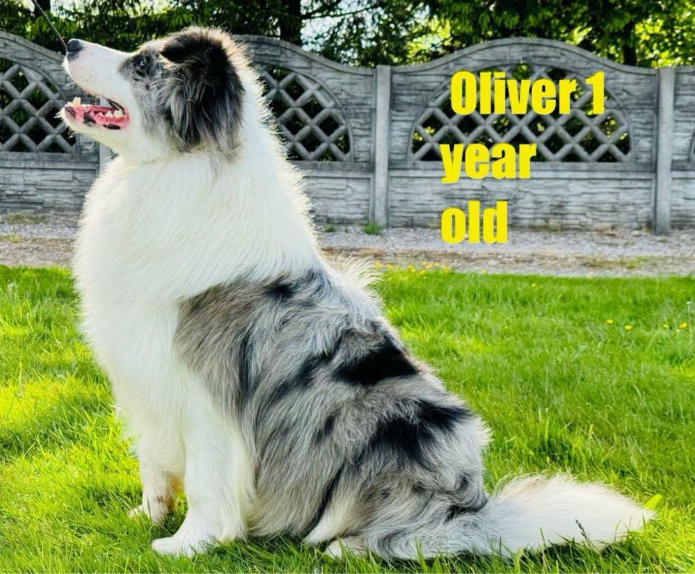 Border Collie piesek FCI