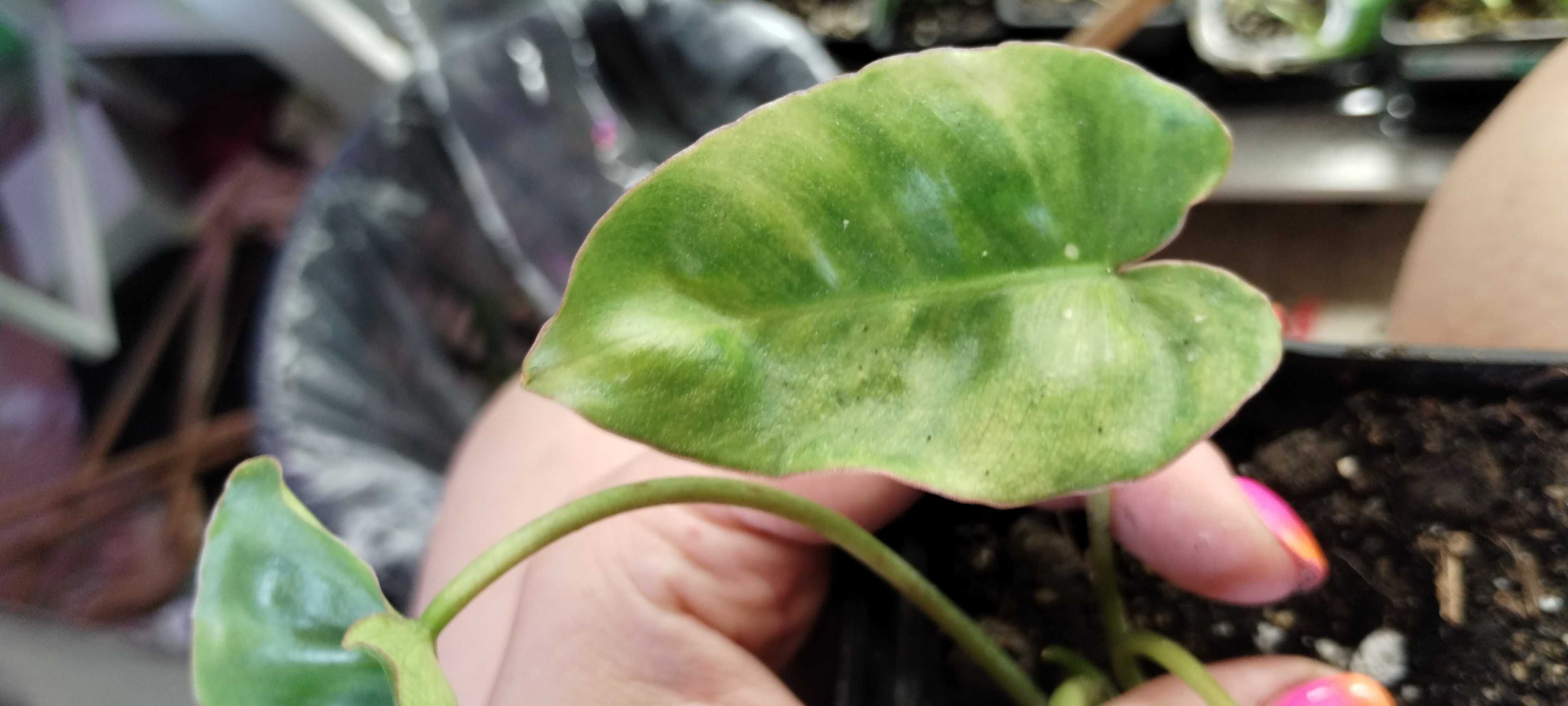philodendron burle marx regres