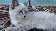 Віддам кошеня в хороші руки