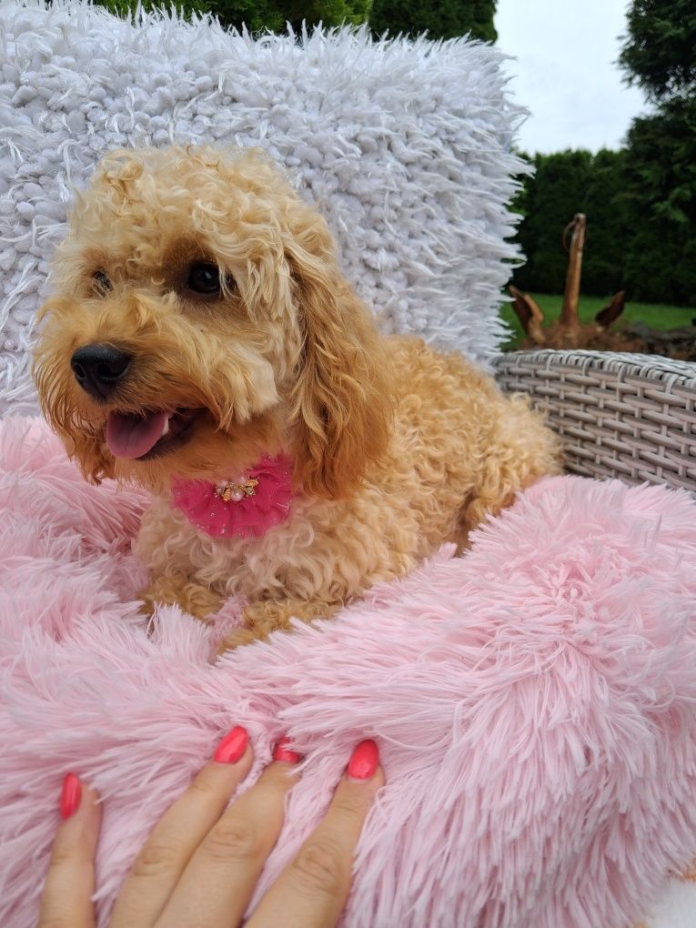 Cavapoo urocza suczka