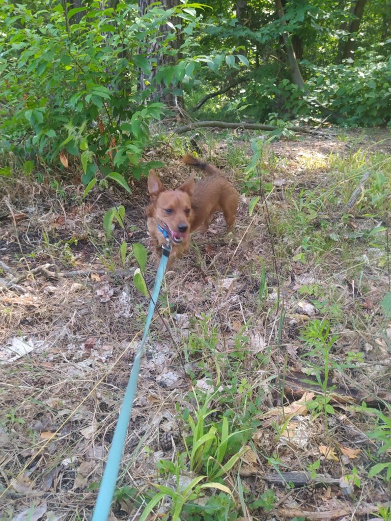 Pikuś młody psiak do adopcji