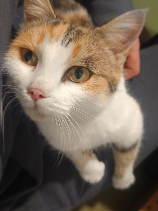 Милка, девочка, 2 годика