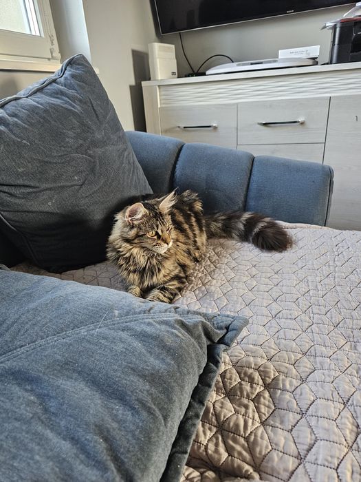 Kotka Maine Coon gotowa do zmiany domu.