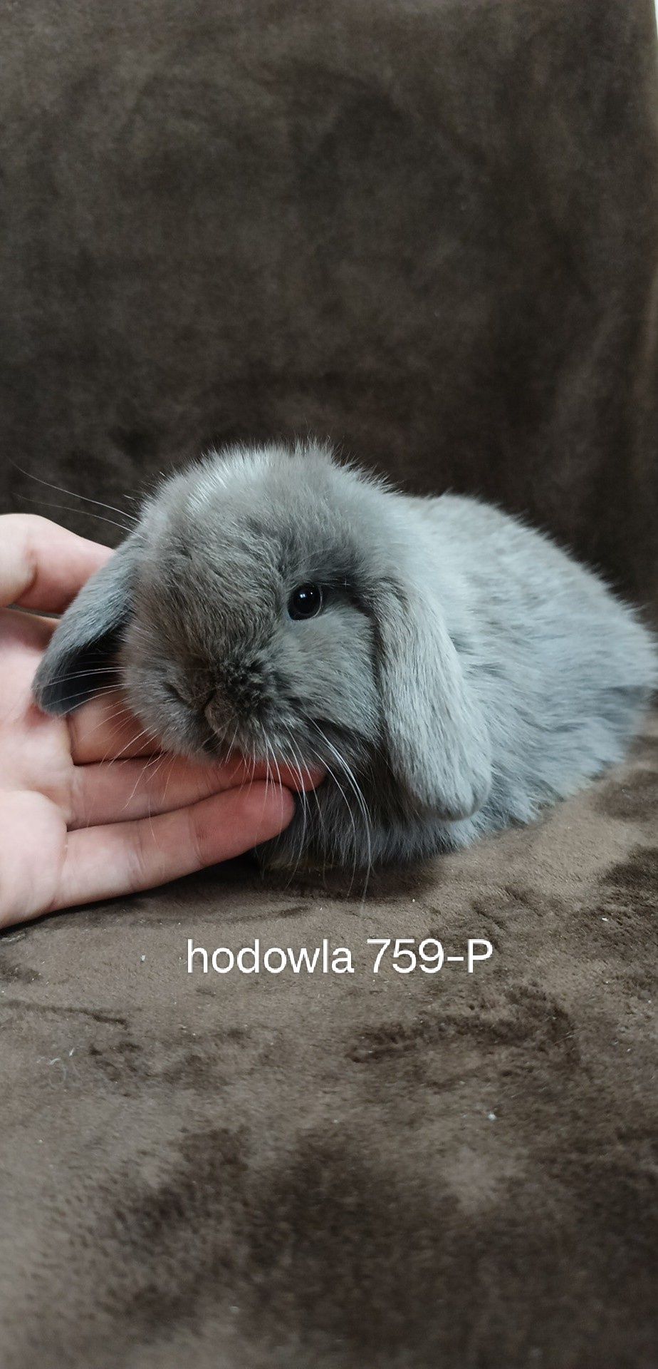 Mini lop króliki karzełek miniaturka baranek hodowla