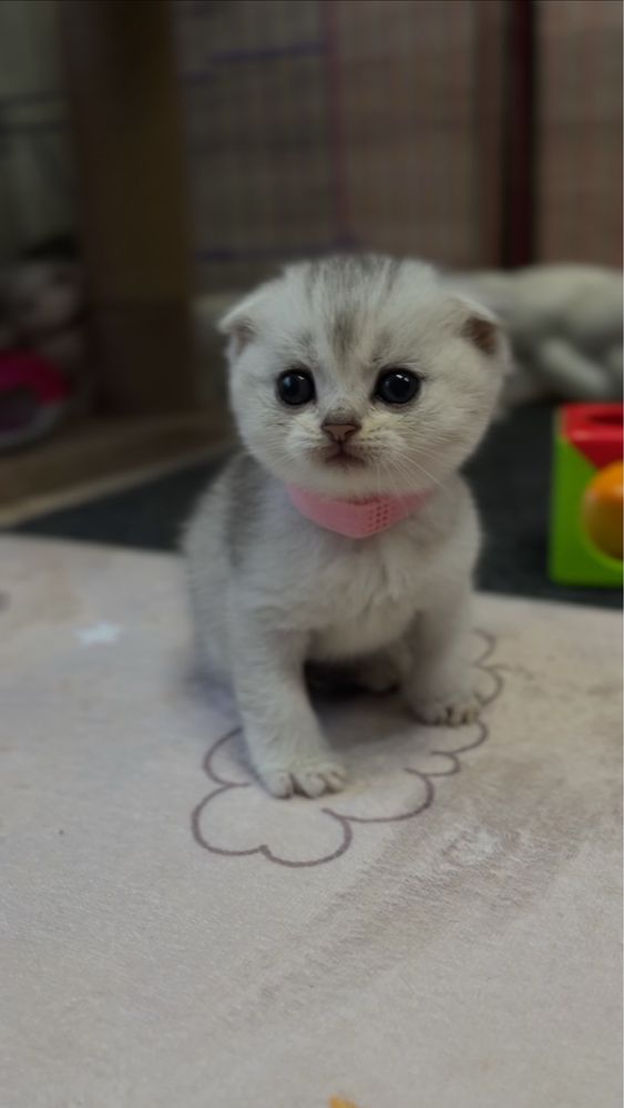 Вязка Шотландского кота