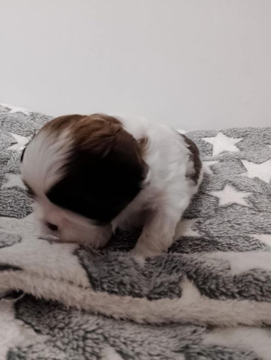 Piesek Shih-Tzu - Chłopczyk do rezerwacji