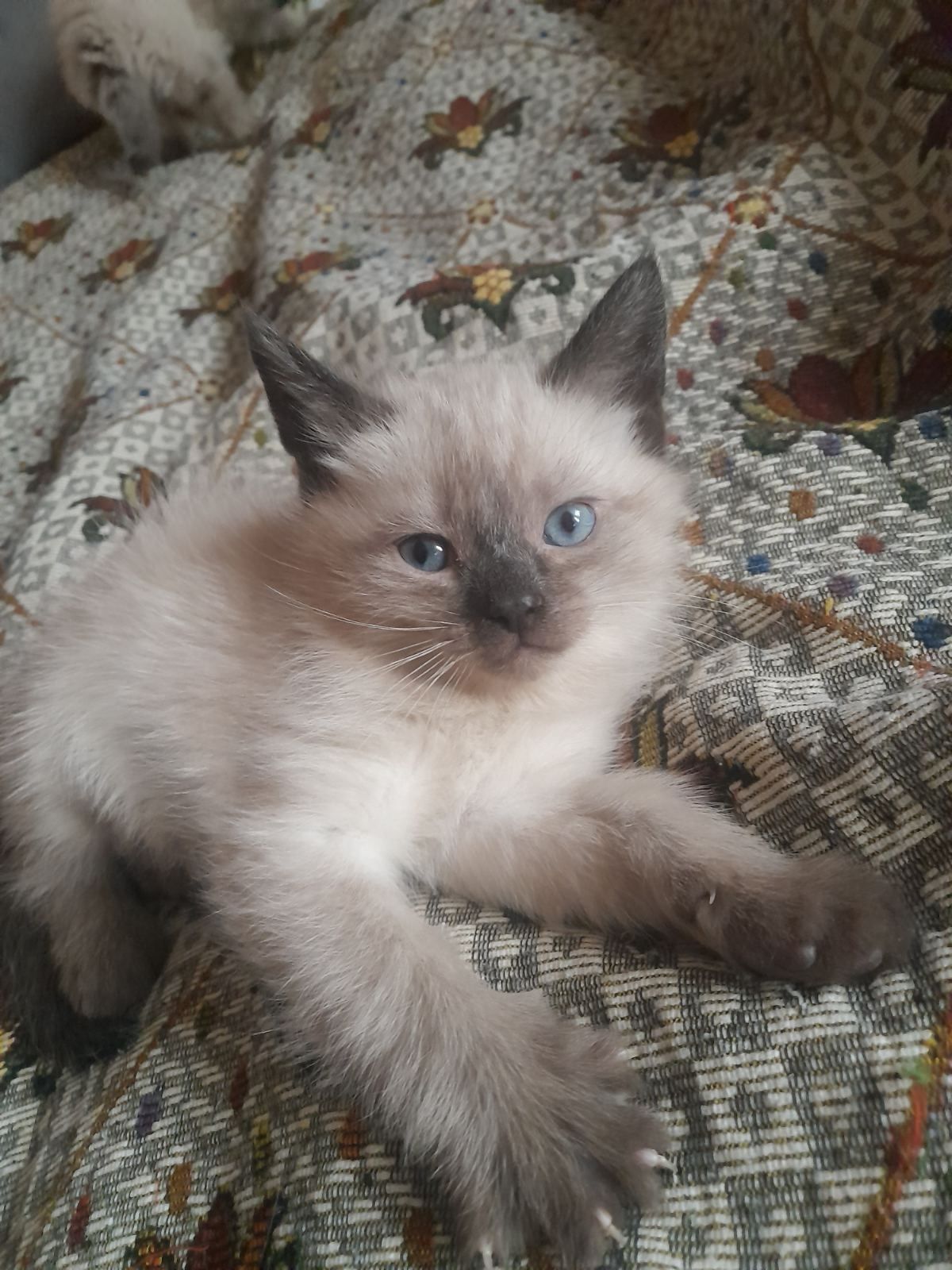 Кошенята сіамської породи