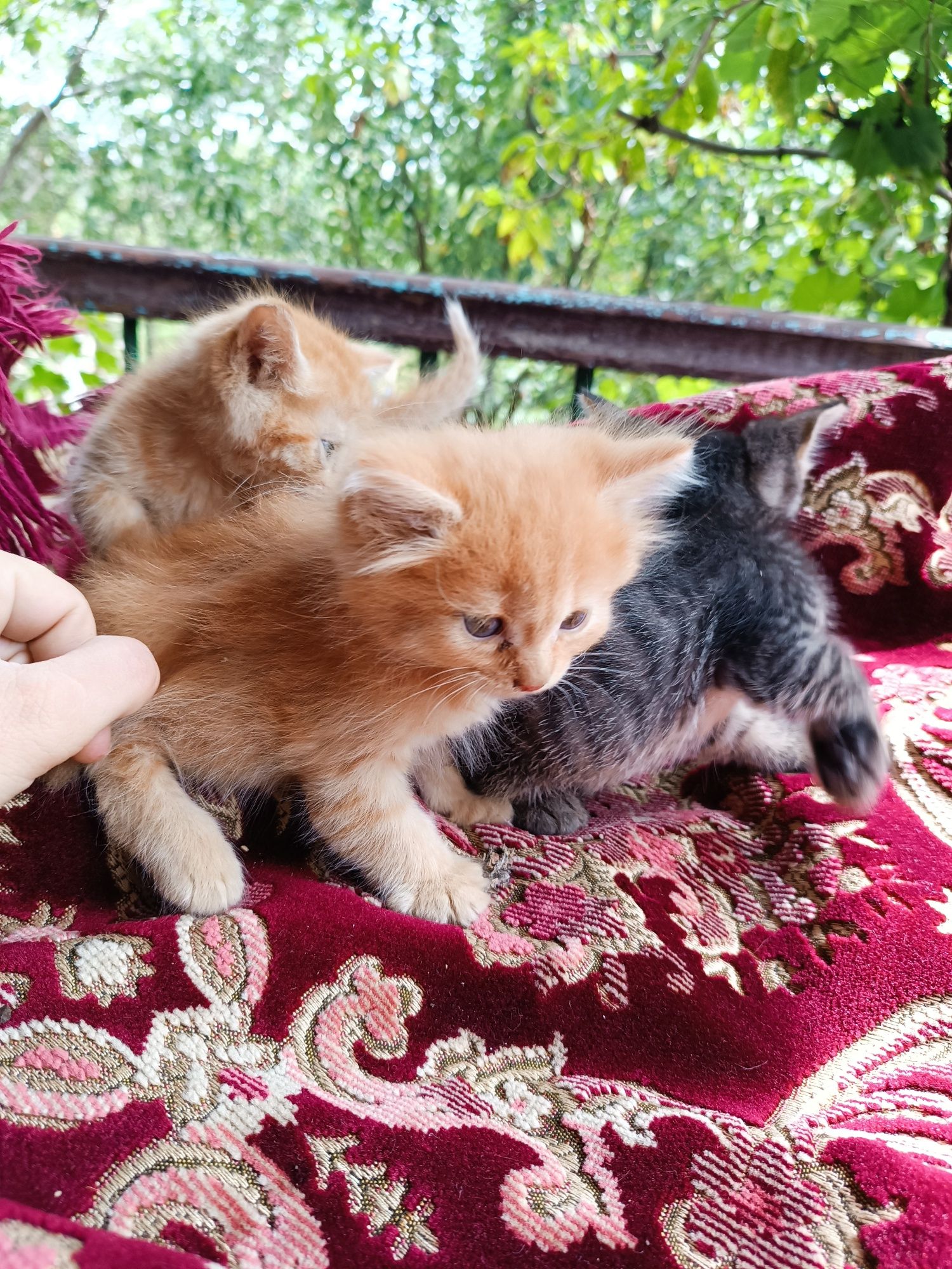 Кошенята в добрі руки