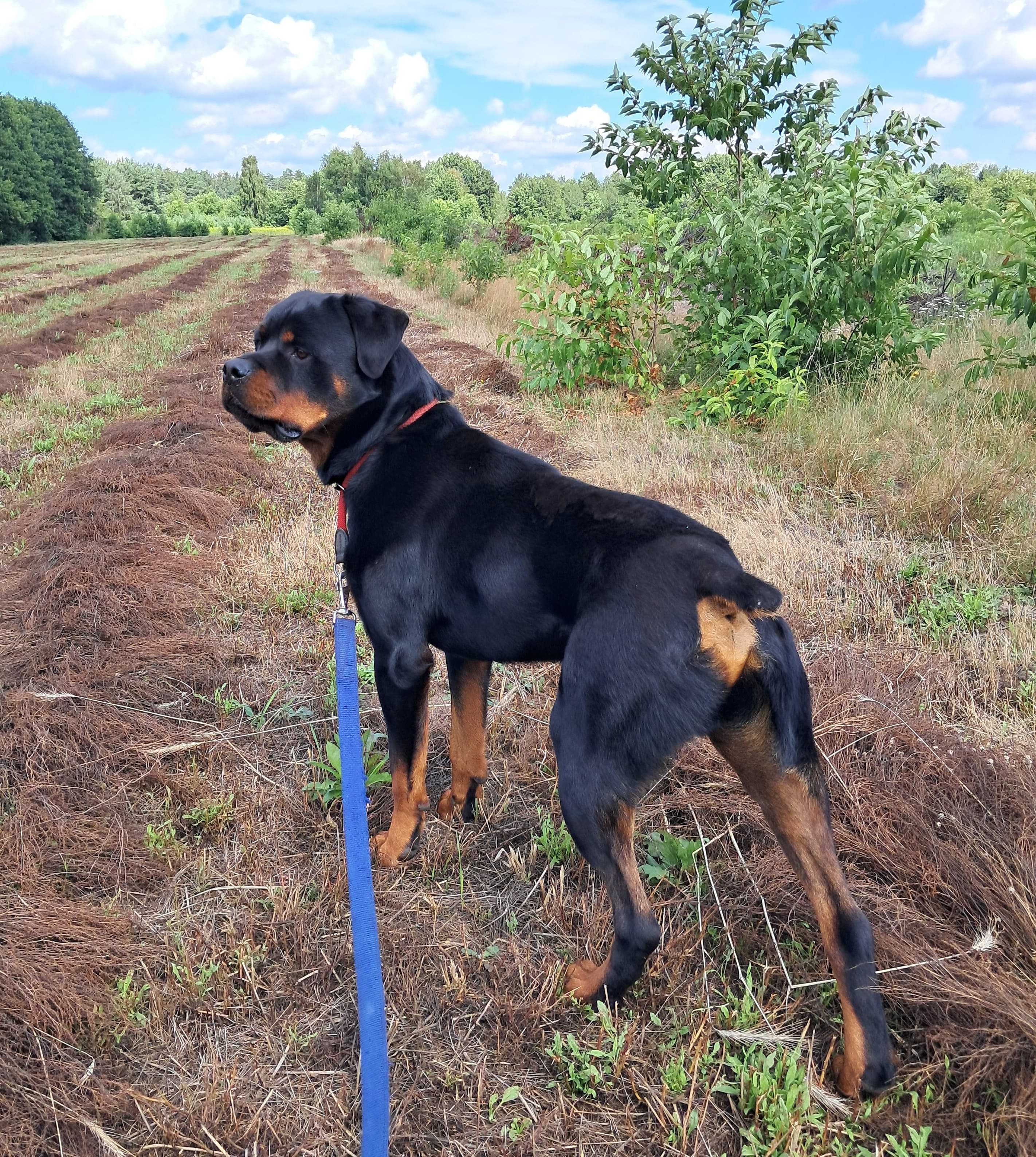 Cooper w typie rottweiler młodziak, typowy przedstawiciel swojej rasy