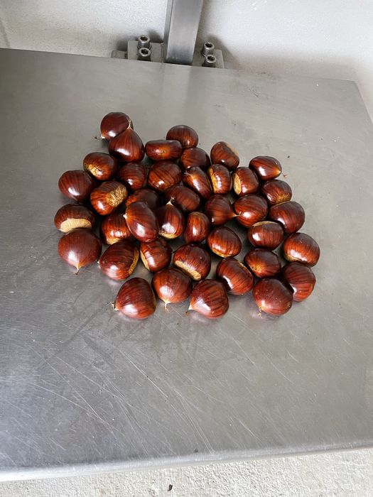 Vende se Castanha Judia
