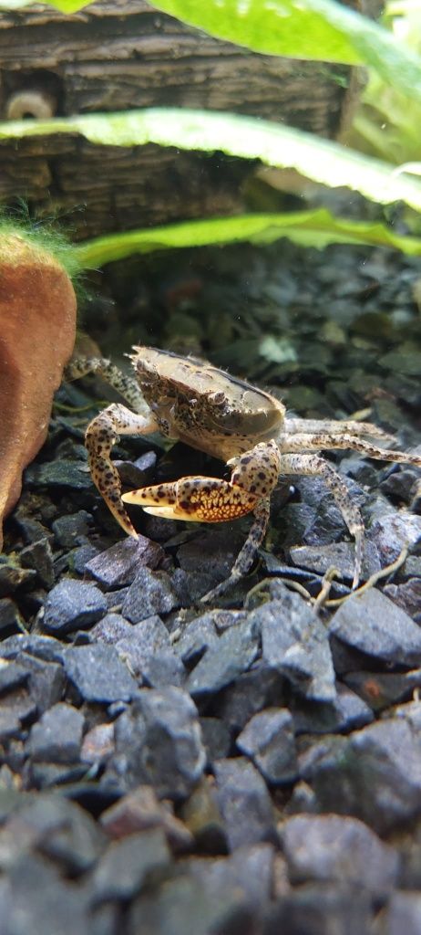 Krab Mekhong  młode